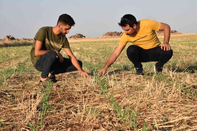10 Yıldır Anız Yakmadan Ürün Ekiyor
