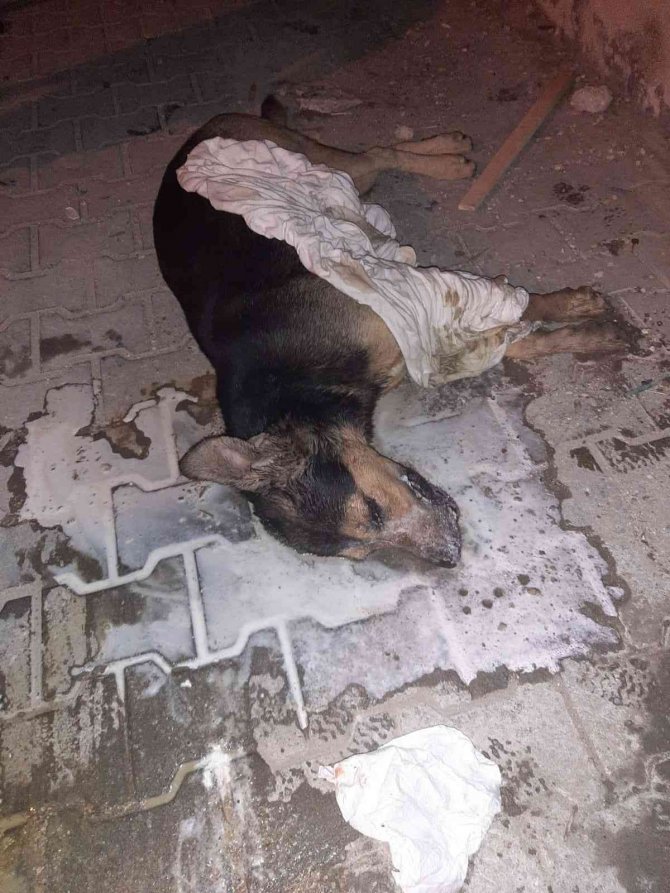 Hatay’da 7 Köpek Zehirlendi