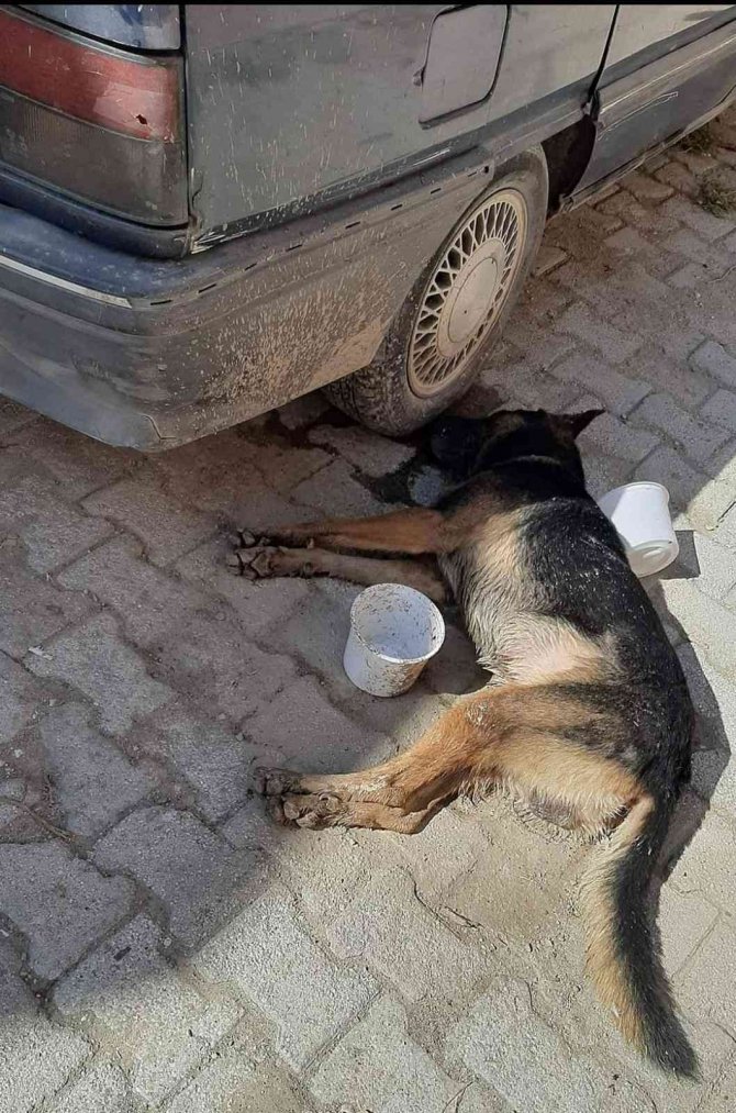 Hatay’da 7 Köpek Zehirlendi