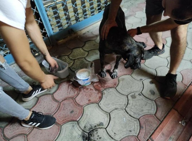 Hatay’da 7 Köpek Zehirlendi