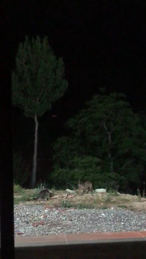 Yiyeceğe Ortak Olmak İsteyen Tilki, Kediyi Kızdırdı
