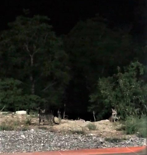 Yiyeceğe Ortak Olmak İsteyen Tilki, Kediyi Kızdırdı