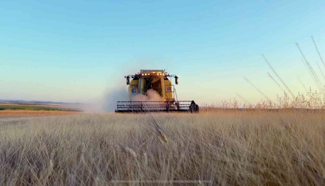 Mazıdağı’nda Buğday Hasadına Devam Eden Çiftçi, Verimden Şikayetçi