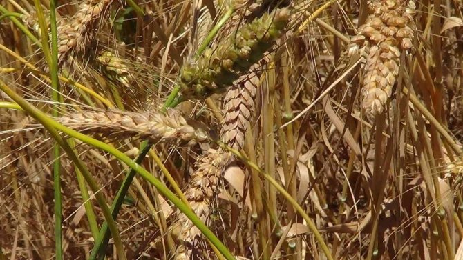 Bu Buğday Başka Bir Buğday