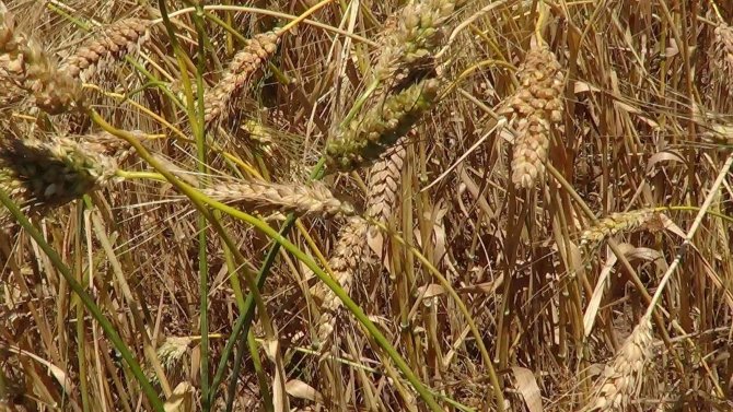 Bu Buğday Başka Bir Buğday