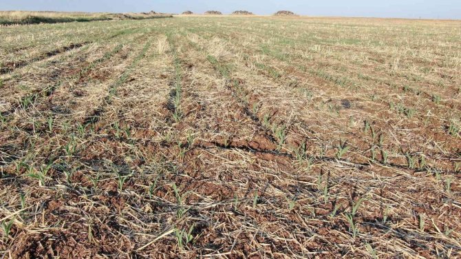 10 Yıldır Anız Yakmadan Ürün Ekiyor