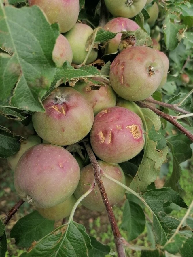 Çiftçiyi Dolu Vurdu, 20 Milyon Tl Zarar