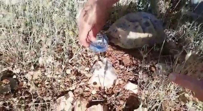Siirt’te Sıcaktan Bunalan Kaplumbağaya Su İçirdi
