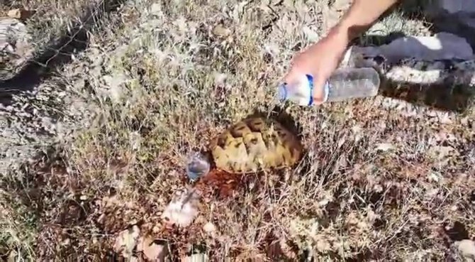 Siirt’te Sıcaktan Bunalan Kaplumbağaya Su İçirdi