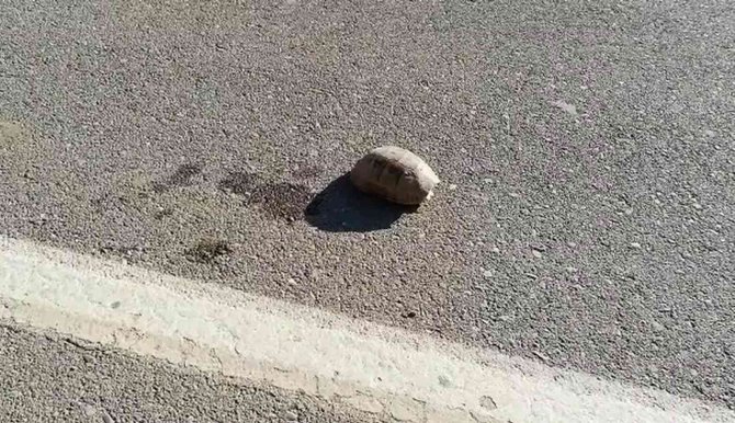 Siirt’te Sıcaktan Bunalan Kaplumbağaya Su İçirdi