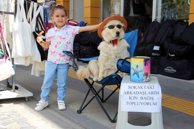 Evcil Köpek Elde Ettiği Gelirle Sokak Köpeklerine Mama Sağlıyor