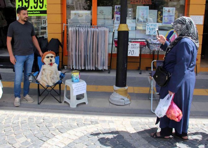 Evcil Köpek Elde Ettiği Gelirle Sokak Köpeklerine Mama Sağlıyor