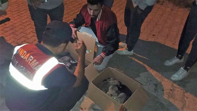 Çuval İçerisine Konularak Ölüme Terk Edildiler