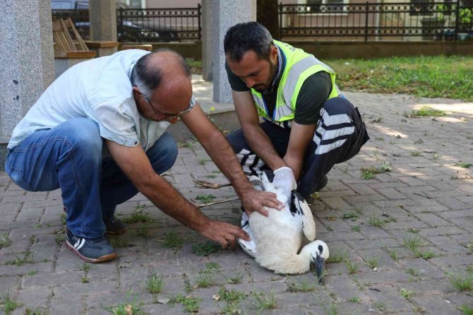 Yaralı Leyleğe Büyükşehir Şefkati