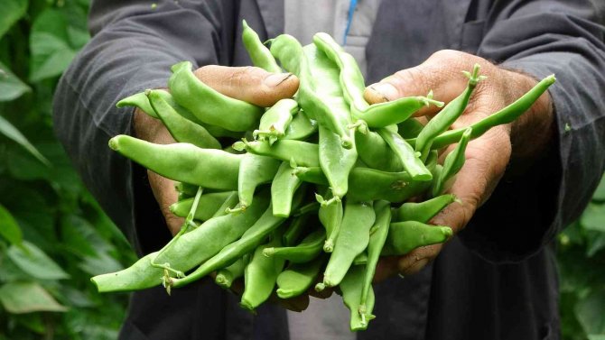Karadeniz’de Seracılık Sektörü, Verilen Destekler İle Büyüyor