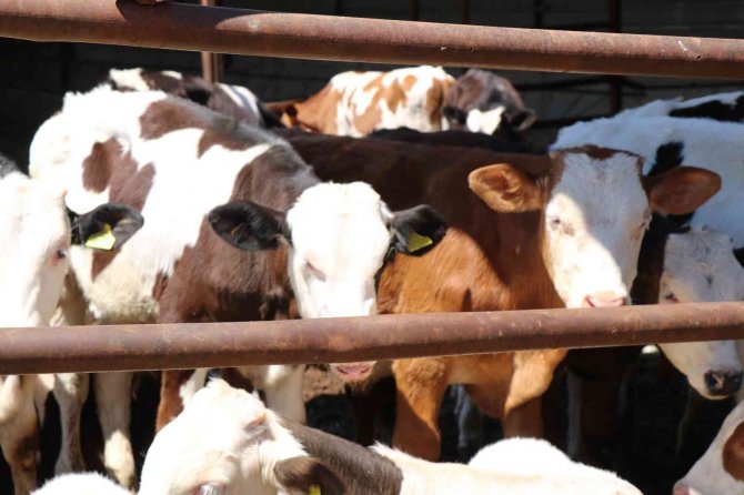 Kırşehirli Besici: "Vatandaş, Kurbanlık Fiyatına Tatile Gitti"