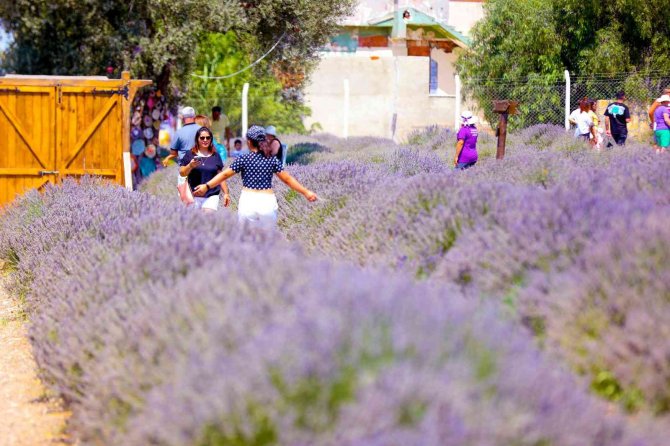 Lavanta Festivali’ne Vatandaşlar Yoğun İlgi Gösterdi