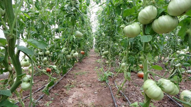 Karadeniz’de Seracılık Sektörü, Verilen Destekler İle Büyüyor