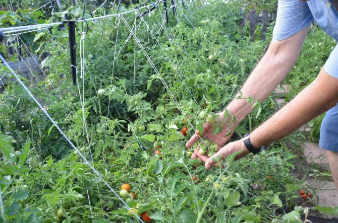 Toros Dağları’nın Kekiği Her Derde Deva