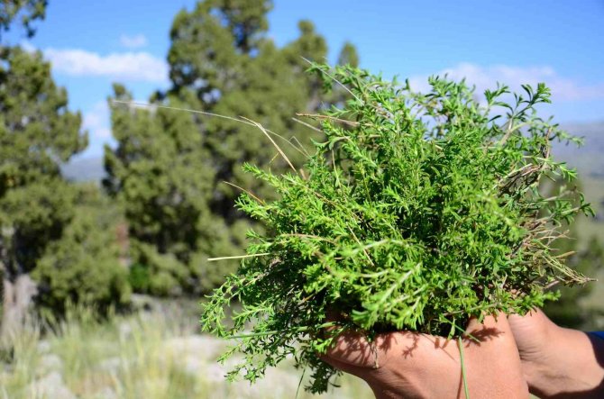 Toros Dağları’nın Kekiği Her Derde Deva