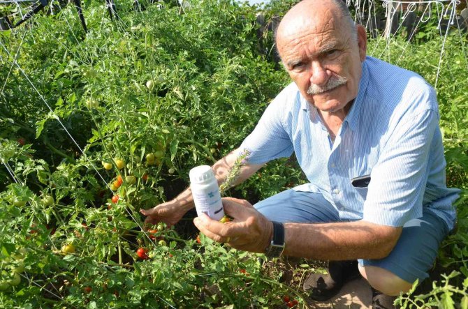 Toros Dağları’nın Kekiği Her Derde Deva