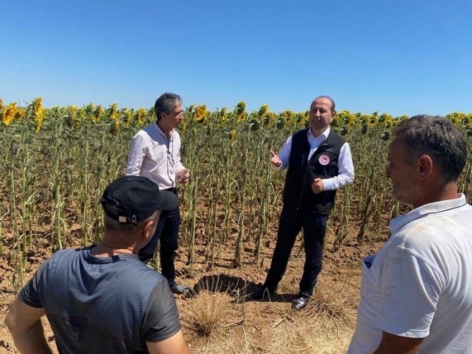 Tekirdağ’da ‘Çayır Tırtılı’ İncelemesi