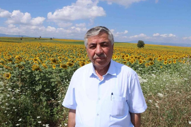 Sarıya Boyanan Ayçiçeği Tarlaları Hasat İçin Gün Sayıyor