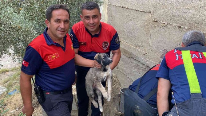 40 Derece Sıcaklıkta Yavru Köpeği Kurtarmak İçin Seferber Oldular