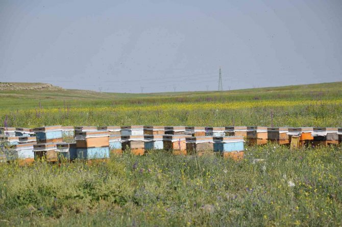 Kars Coğrafi İşaretli Bala Doyacak