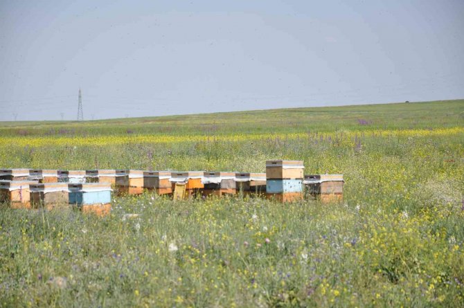 Kars Coğrafi İşaretli Bala Doyacak