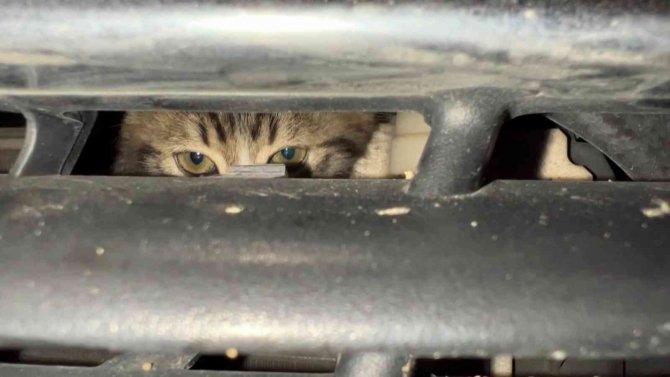 İ̇natçı Kedi, Vatandaşları Seferber Etti