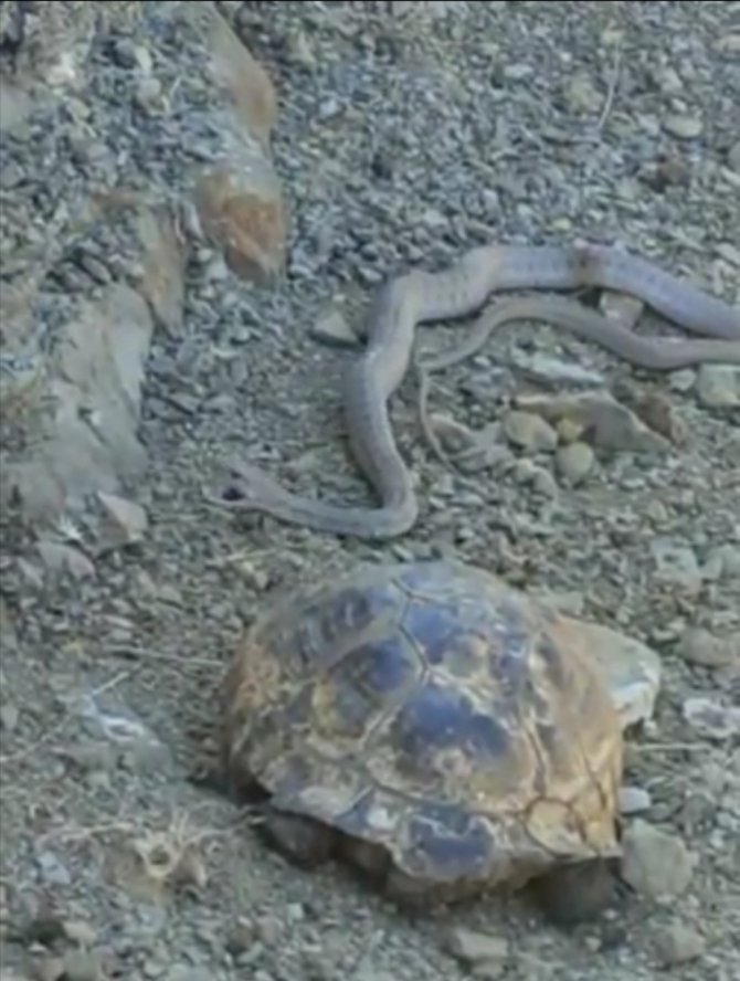 Elazığ’da 2 Metrelik Yılan Ve Kaplumbağa Birlikte Görüntülendi