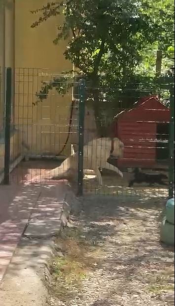 Köpeğin Kulübesine Giren Kedi Neye Uğradığını Şaşırdı