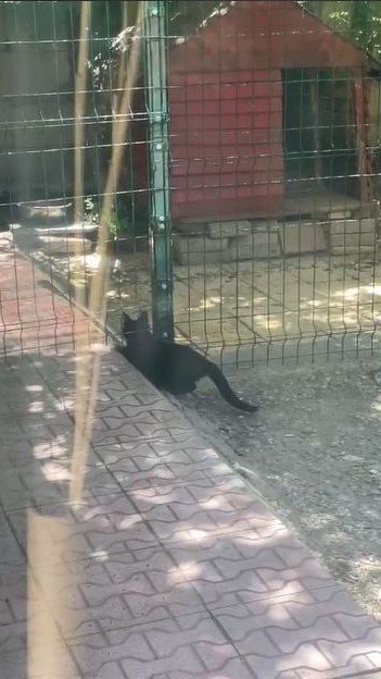 Köpeğin Kulübesine Giren Kedi Neye Uğradığını Şaşırdı