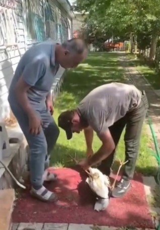 Yuvadan Düşen Yaralı Leylek, Tedavi Altına Alındı