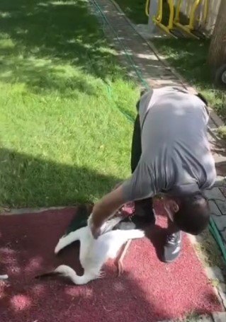 Yuvadan Düşen Yaralı Leylek, Tedavi Altına Alındı