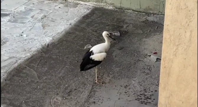 Yuvadan Düşen Yaralı Leylek, Tedavi Altına Alındı
