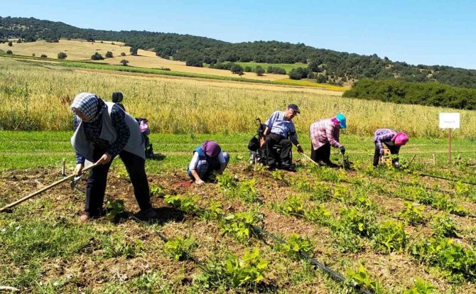 Engelli Bireyler Uygulamalı Bahçede Sebze Yetiştiriyorlar