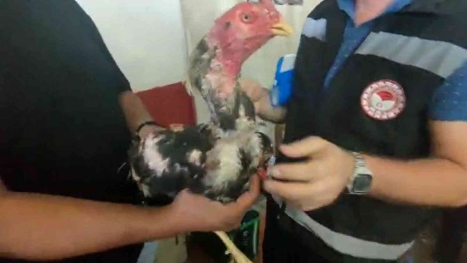 Yasadışı Horoz Dövüşüne Polis Baskını: 46 Horoz Korumaya Alındı