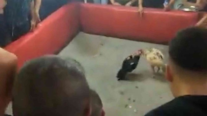 Yasadışı Horoz Dövüşüne Polis Baskını: 46 Horoz Korumaya Alındı