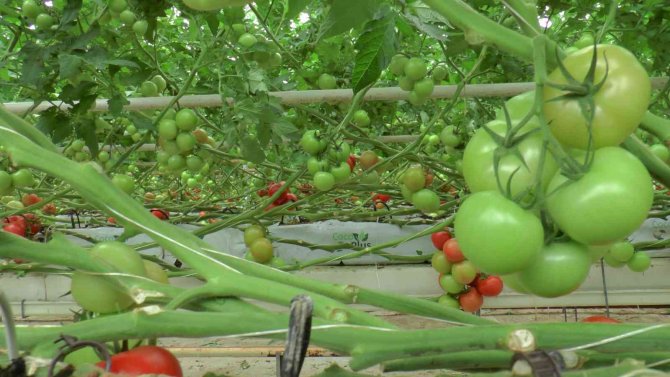 Nevşehir’den Ukrayna’ya Domates İhracatı