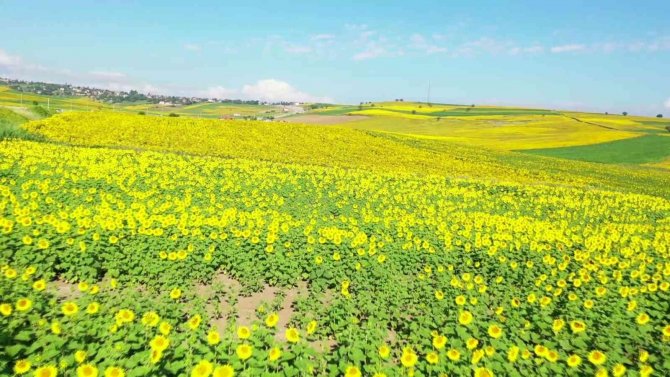 Sarıya Boyanan Ayçiçeği Tarlaları Hasat İçin Gün Sayıyor