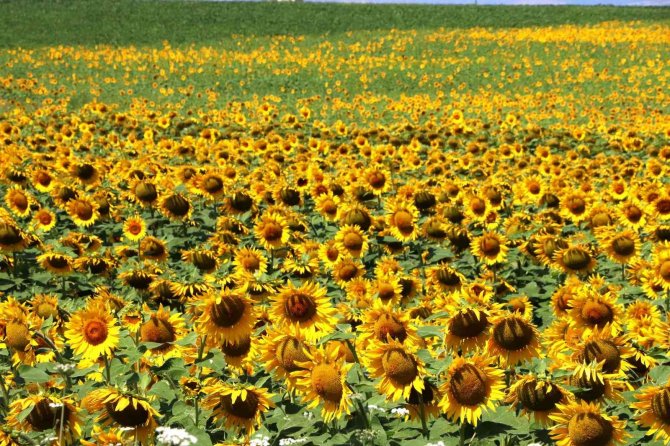 Sarıya Boyanan Ayçiçeği Tarlaları Hasat İçin Gün Sayıyor