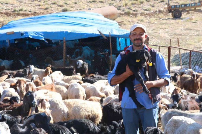 Maraş Dondurmasına Süt Üretiyorlar