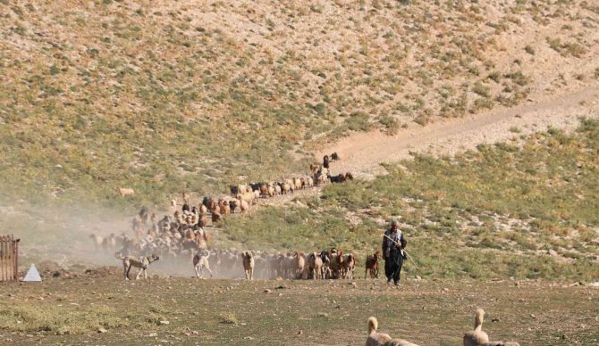 Maraş Dondurmasına Süt Üretiyorlar