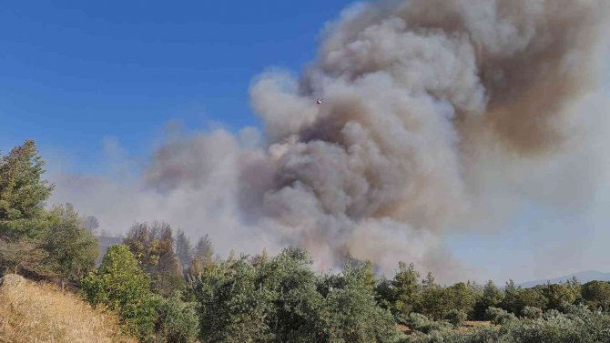 Aydın’da Orman Yangınına Havadan Ve Karadan Müdahale Ediliyor