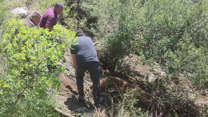 Domuz Tuzağına Yakalanan Boz Ayı Kurtarıldı