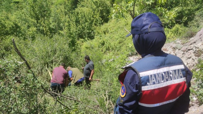 Domuz Tuzağına Yakalanan Boz Ayı Kurtarıldı