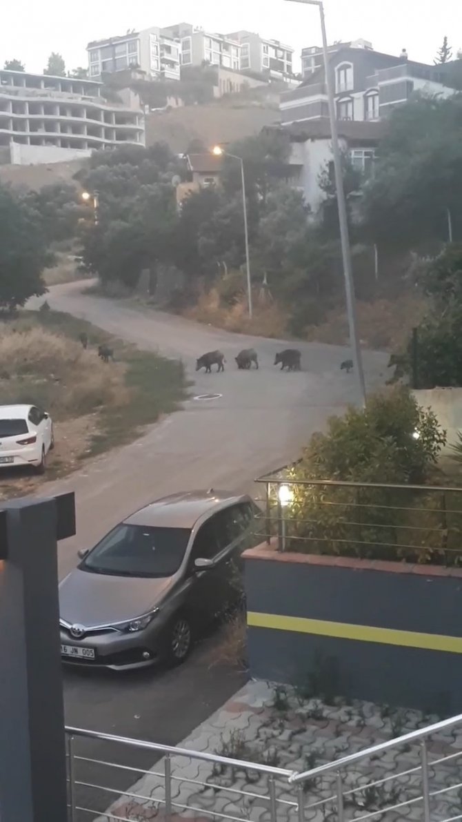 Bursa’da Aç Kalan Domuz Sürüsü Şehir Merkezine İndi
