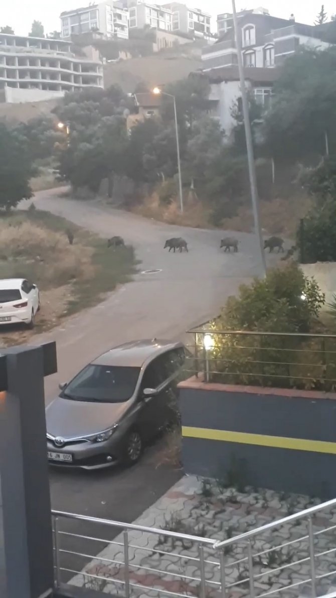 Bursa’da Aç Kalan Domuz Sürüsü Şehir Merkezine İndi